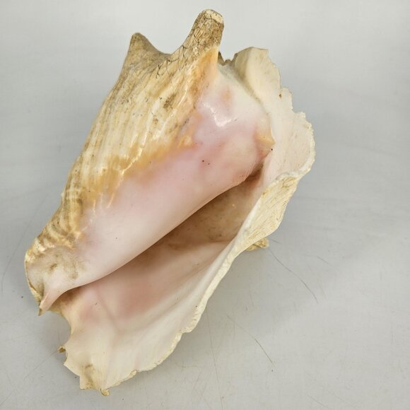 Large Natural Pink Queen Conch Sea Shell Coastal Beach Nautical Decor Tiki 7"x5" - Picture 10 of 13